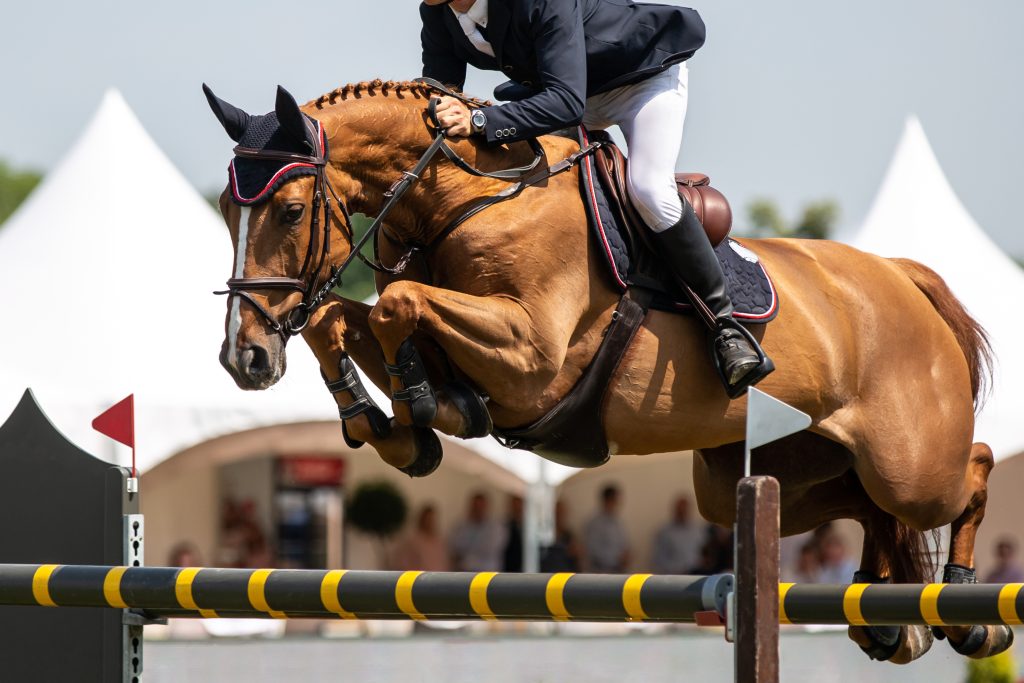 horse jumping, equestrian sports, show jumping themed photo.