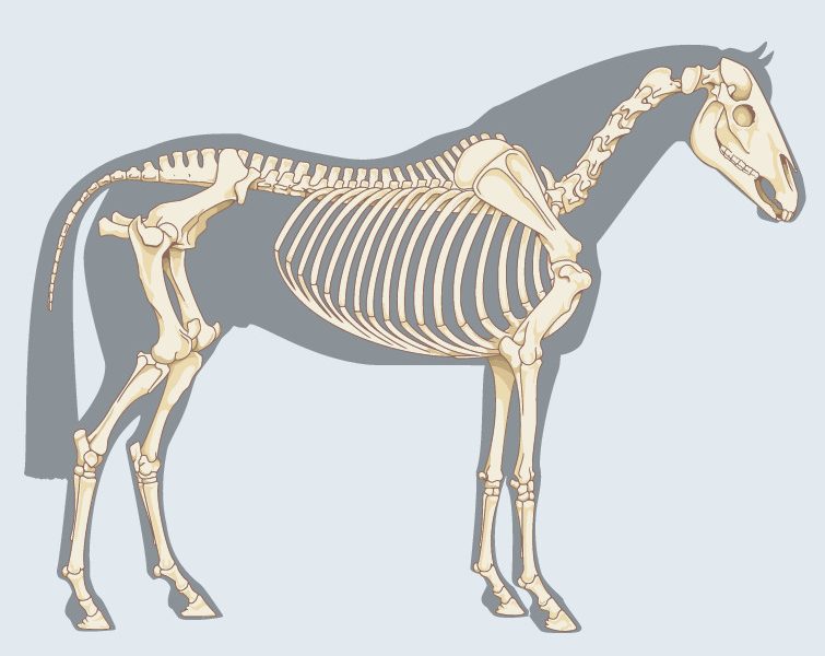 horse skeleton